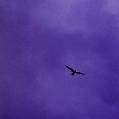 言伝／Bialystocks