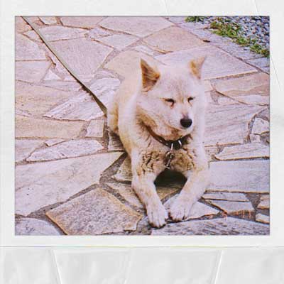 ハナ／マカロニえんぴつ