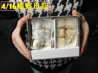 スタッふ〜の伊藤さん観察日記38【4/16】